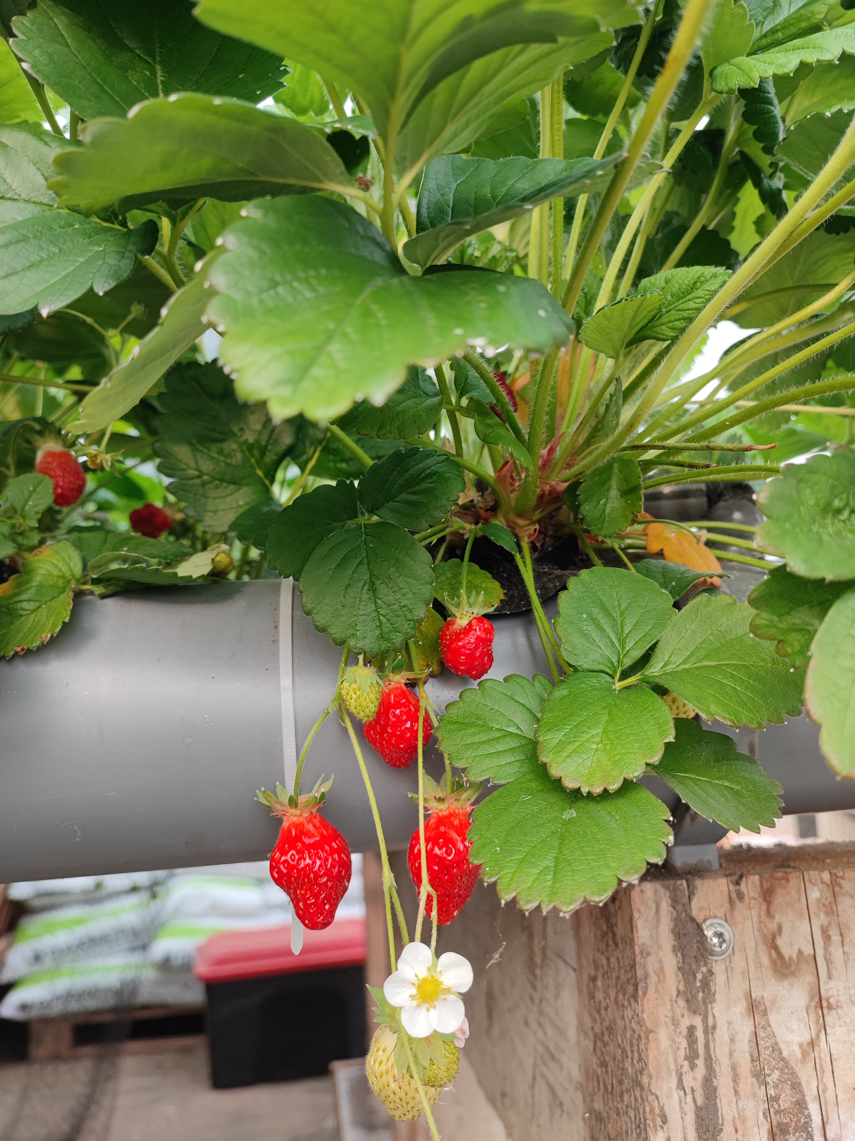 Fraises cultivées en aquaponie.
