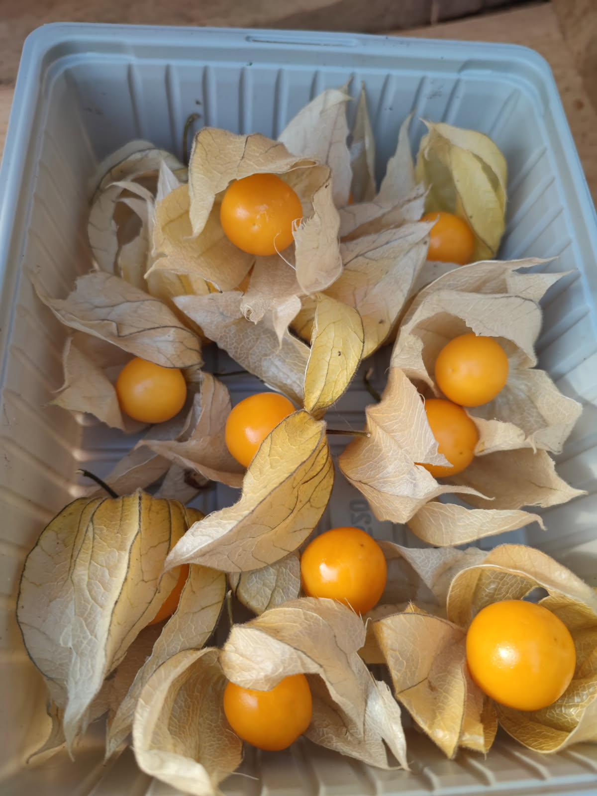 Barquette de physalis