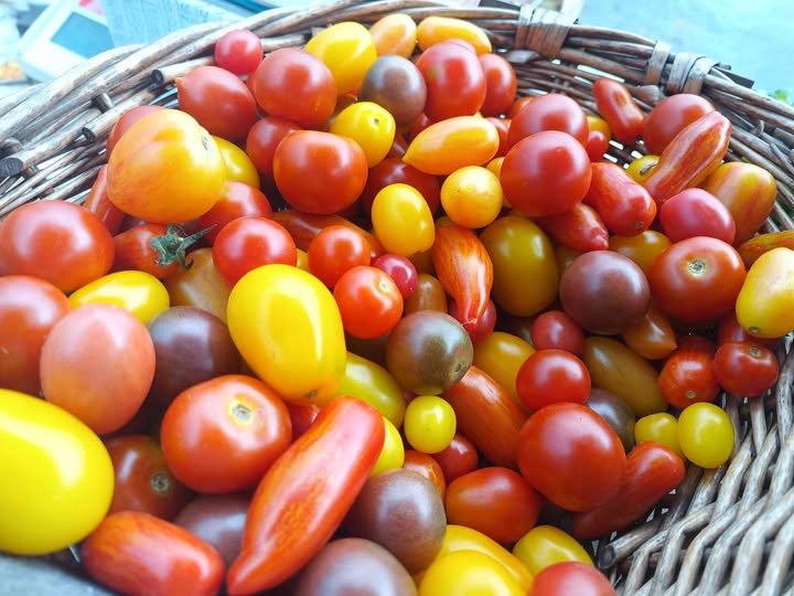 Tomates cerises Bio